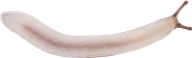 Arion fuscusBRUN SKOGSSNIGEL13,7 × 45,4 mm
